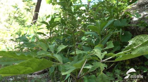 濰坊人參生態種植蓬勃發展，產品創新助力中醫藥產業升級