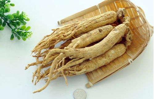 園參、林下山參與西洋參的共同點