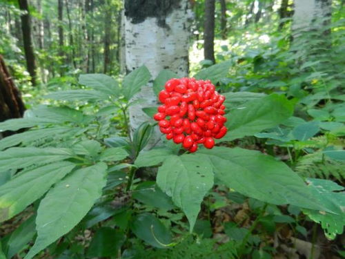 通化人參產業上半年綜合產值突破200億元，西洋參成重要增長點