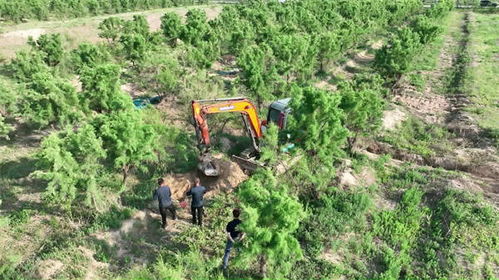 鹽堿地奇跡 東營培育出16.2斤“沙漠人參”，改寫醫(yī)學(xué)農(nóng)業(yè)新篇章